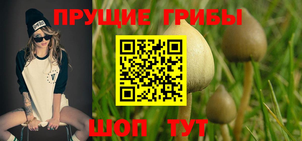 Псилоцибиновые грибы Psilocybe Якутск